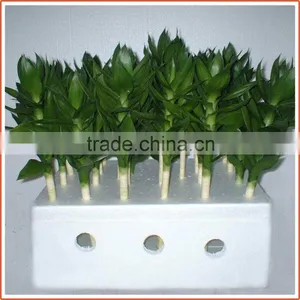 40cm Lotus Lucky Bamboo Air Bonsai Tree Dracaena Sanderiana Indoor Water Aquatic Feng Shui Plants Nursery Garden Decoration thumbnail-2