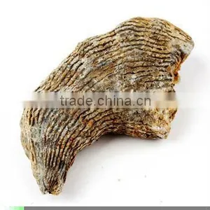 Yuanophyllum thumbnail-1