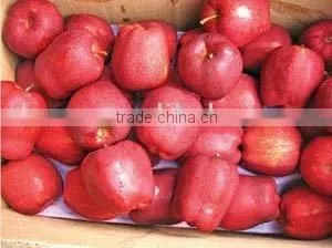 2015 Crop Red Delicious Apple/huaniu Apple thumbnail-1