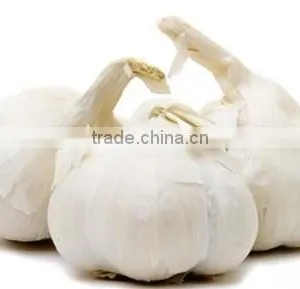 China Garlic Price 2016 thumbnail-6