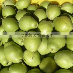 Fresh Early su Pear With Best Price by Whole Sale thumbnail-1