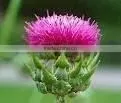 Natural Silybum Marianum Extract Powder thumbnail-1