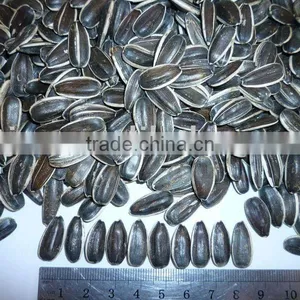 Sunflower Seeds 5009, 5135, 20/64, 22/64, 24/64 thumbnail-1
