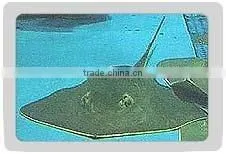Japanese String Ray thumbnail-1