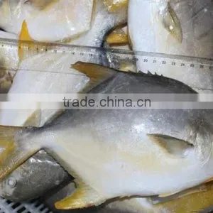 Fishing Net Wholesale Frozen Seafood,delicious IQF Frozen Golden Pomfret thumbnail-2