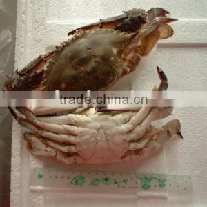 Frozen Swimming Crab thumbnail-1
