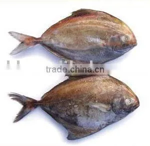 Frozen Black Pomfret thumbnail-1
