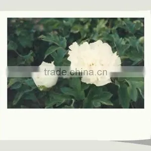 Tree Peony Plant Root thumbnail-1