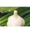 Fresh Pure White Garlic thumbnail-1