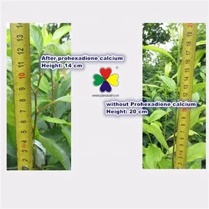 Good Quality Prohexadione Calcium 20%WDG Plant Growth Regulator for Sale thumbnail-2