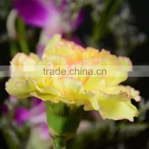 Quality Top Sell Cheap Flower Carnation Flower thumbnail-2