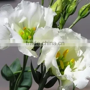 Super Quality OEM Natural Fresh Cut Flower Eustoma thumbnail-3