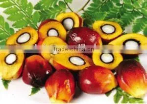 Big Capacity Auto Palm Kernel Crushing Machine/palm Kernel Cracking Machine thumbnail-6
