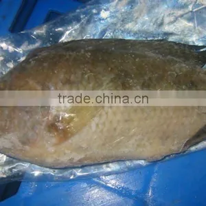 Tilapia thumbnail-1
