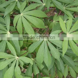 Cassava Leaf Grade A From Vietnam thumbnail-1