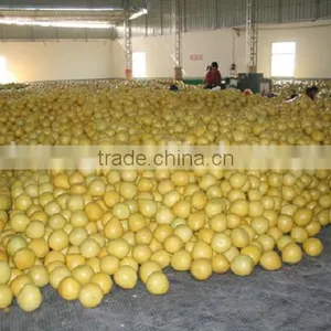 Chinese Low Price Fresh Pomelo Honey Pomelo Juicy Pomelo With High Quality thumbnail-3