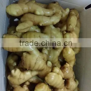 FRESH GINGER WITH PVC BOXES FOR MIDDLE EAST MARKET thumbnail-1