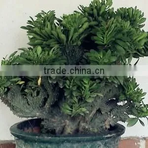 Euphorbia Neriifolia L. Var. Cristata Bonsai, Pot Plant, Succulent Plant thumbnail-3