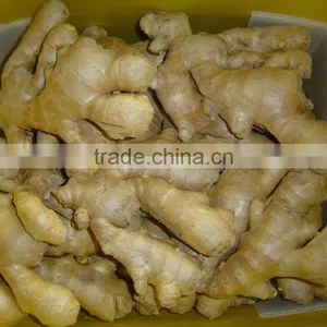 Good Quality Chinese Organic Ginger thumbnail-3