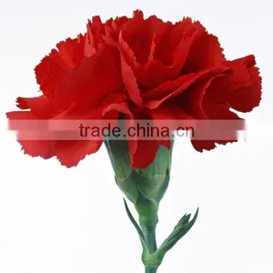 Supply Carnation Fresh Cut Carnation Fresh Cut Flowers thumbnail-5