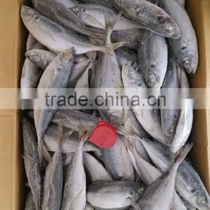 Horse Mackerel HGT thumbnail-3