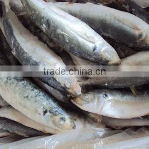 Frozen BQF Horse Mackerel thumbnail-2