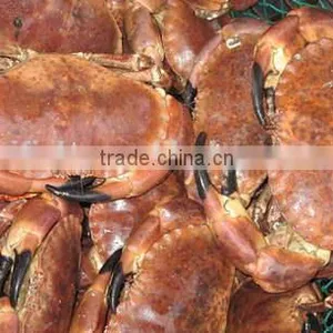 Brown Crab thumbnail-3