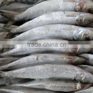 6-8 Frozen Sardines Fish thumbnail-3