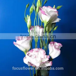 World Class Pink Ring Eustoma Seeds With Factory Price thumbnail-1