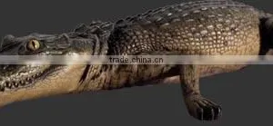Crocodile Resting 4ft thumbnail-1
