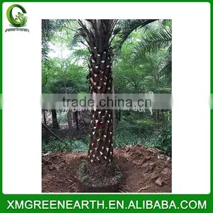 Phoenix Sylvestris Palms Trunk 3.5m thumbnail-1
