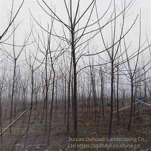 Price of Melia Azedarach Trees With a Trunk Diameter of 12 cm in 2020, High Survival Rate thumbnail-4