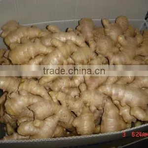 150g and up Fresh Ginger thumbnail-1