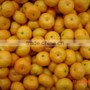 Baby Mandarin thumbnail-1