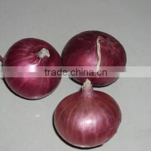 Fresh Red Onion thumbnail-3