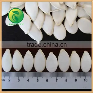 New Crop High Quality Snow White Pumpkin Seeds, Certified! thumbnail-3