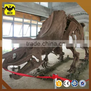 HLT Artificial Dinosaur Skeleton Fossil Of Carnotaurus thumbnail-1