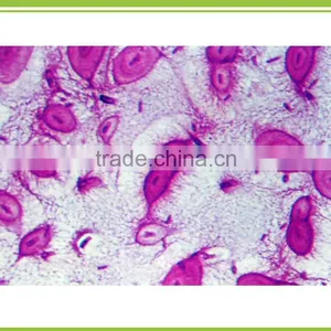 Powder Bio Microbial Amino Acid Chelate Magnesium Fertilizer Trace Element thumbnail-2