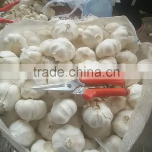 New Season Normal White Garlic thumbnail-2