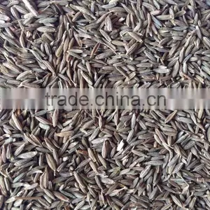 Fennel Seed With Good Quality From CHINA for Sale thumbnail-5