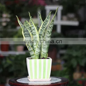 Suitable for Garden Beautification or Potted Sansevieria Plants thumbnail-3