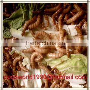 Culturing Mealworms/how to Find Mealworms/how to Freeze Dry Mealworms thumbnail-4