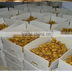 ORGANIC FRESH GINGER VIETNAM FOR GINGER SLICES thumbnail-5