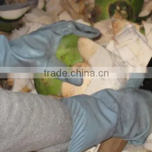 Fresh Young Coconut (Diamond/ Polish Shape) thumbnail-2