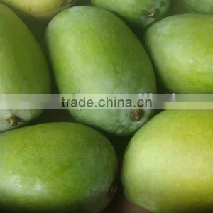 Global GAP Certified White Chaunsa Mango 100% Traceable thumbnail-1