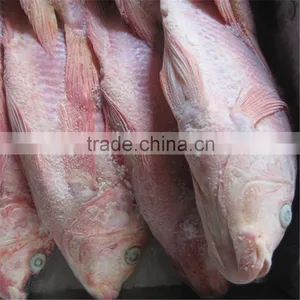 High Quality Seafood Frozen Frozen Red Tilapia Fish Size thumbnail-1