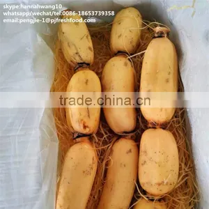 New Crop Fresh Lotus Root thumbnail-1