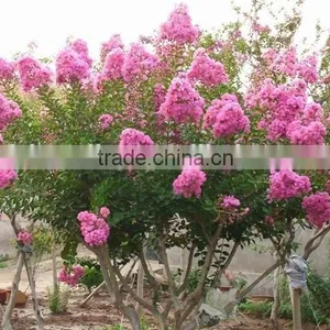 Heirloom Lagerstroemia Crape Myrtlette Crepe Myrtle Dwarf Shrubs Bonsai Red Bulk Seeds thumbnail-5