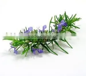 Natural Rosemary Extract 30% Carnosic Acid/Rosemary Extract Powder/Rosemary Powder thumbnail-4