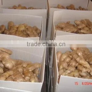 Chinese Fresh Air Dried Ginger thumbnail-1